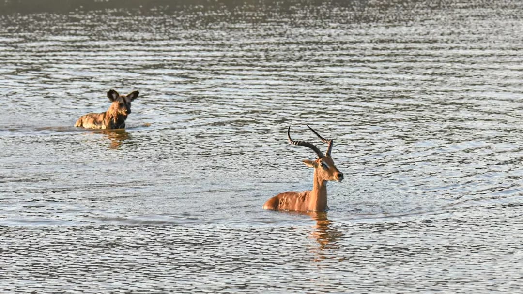 ARTICLE: Buck Goes Swimming in an Attempt to Survive

This buck goes swimming in a dam to escape a pack of wild dogs; little did he know that they were so hungry they would swim after him.

latestsightings.com/single-post/bu…
