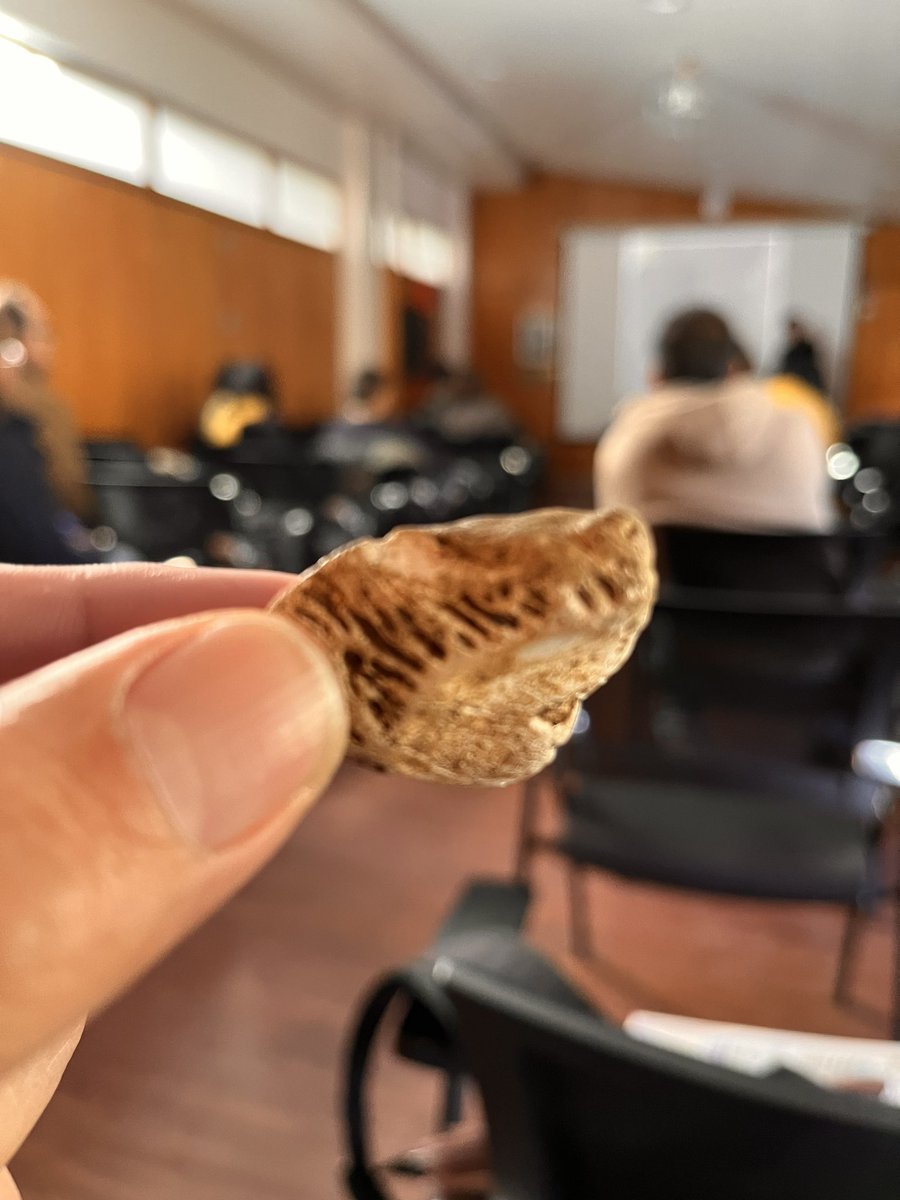 Guillepalma's tweet photo. Fotografía muestra fósil correspondiente a un #picoroco encontrado en Península de #Hualpén 🇨🇱 Tiene data de + 4 mil años y demuestra presencia humana en la zona #Región #Biobío Cómo lo sé? Porque lo aprendí de una #expo #hongos que está en la Biblioteca Municipal de #Concepción https://t.co/LNWB9C0P8n
