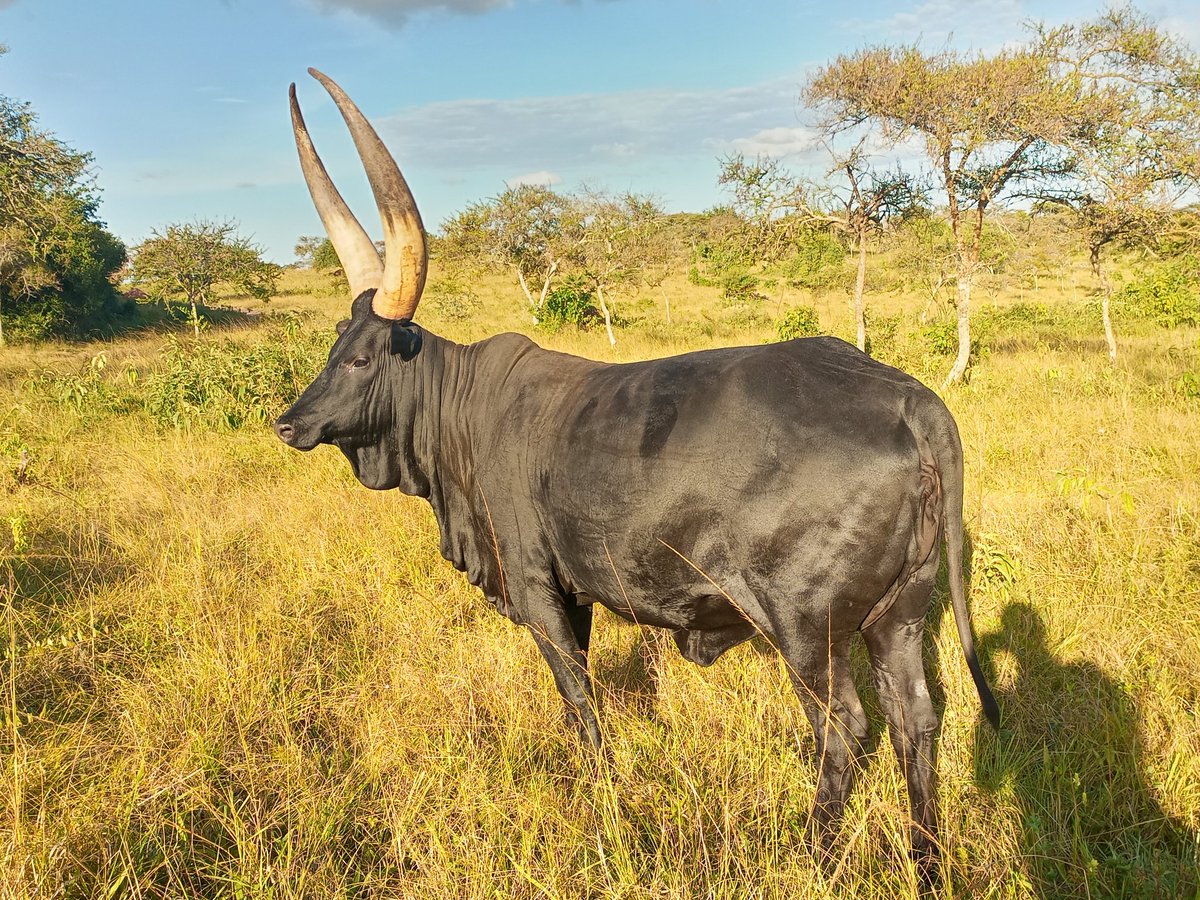 Black shines brightest! Diversity at Ankole cattle farm.
#ankolecattle
#destinationankole