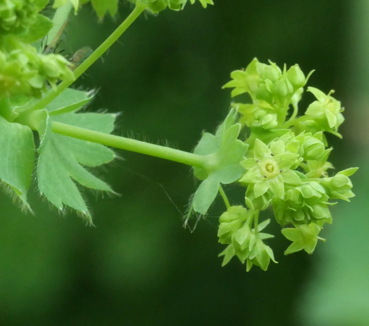 Dag 4 van #junibloeiers
Vrouwenmantel in bloei in de tuin
#nietzondernatuur
@vule_rock_nroll