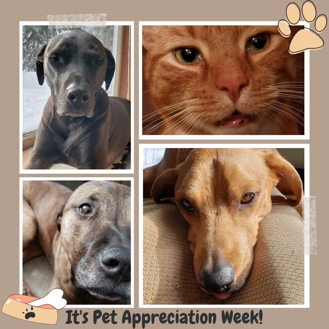 AHSSouthernTier's tweet photo. June 4th to June 10th is Pet Appreciation Week! From ours to yours, we'd love to give love to all the sweet life long friends we have or have sadly lost over the rainbow bridge over the years. Here's our very own sweet pets, Illidan, Foopy, Sylvanas, and Link. Feel free to... https://t.co/CpEIMNL3Uz