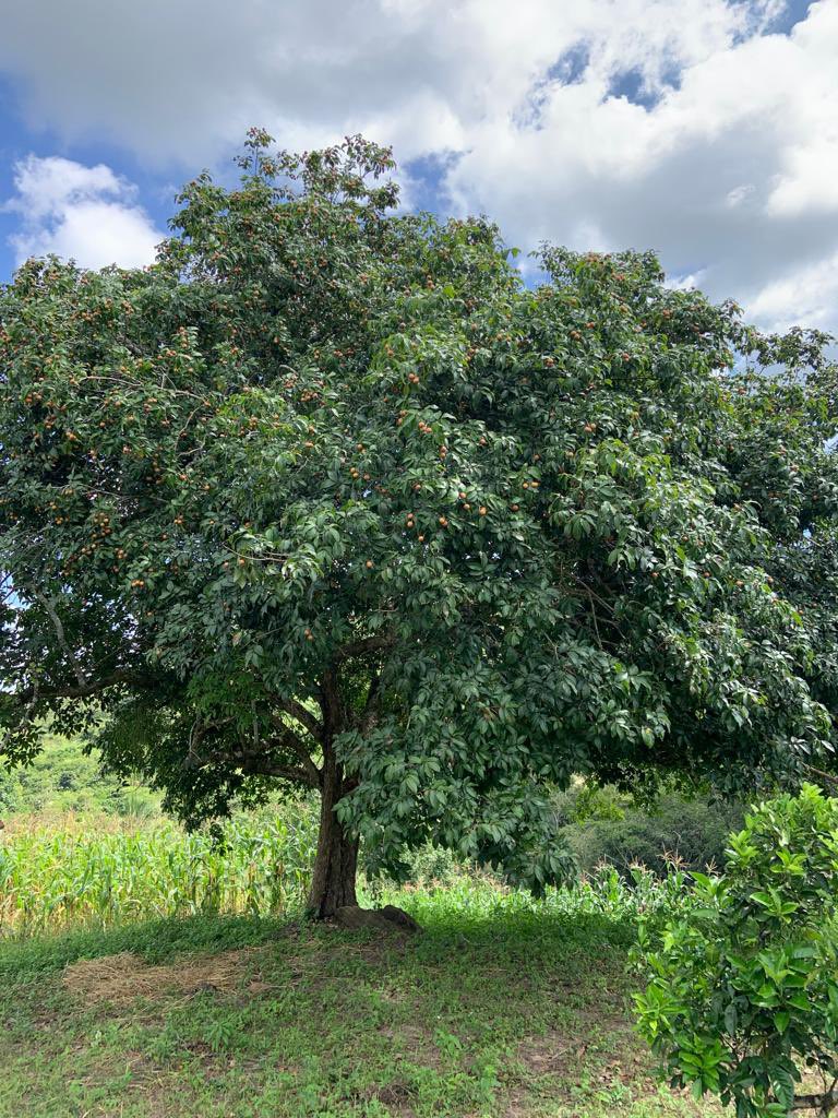 gracamoreiraa's tweet photo. Fruta exótica?Temos sim!
Conhece pitomba? Uma delícia!
Casca dura, dentro doce e suculenta, caroço duro.Amo ler e saborear simultaneamente e lentamente.
Essa é nossa e por isso tem emoção ao olhar, à sua sombra gostamos de papear.
#pitomba
#pitombeira
#nordeste
@agrobendita https://t.co/MAz50J4kUE