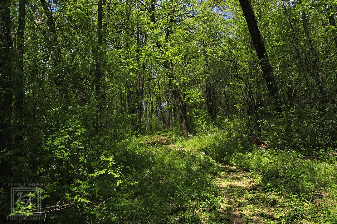 Following this winding path at Black Earth Creek Sunnyside Unit Dane County Wildlife Area. (5-18-2018) #KevinPochronPhotography #kjpphotography #Canon #CanonFavPic #Canon60D #Photography #LandscapePhotography #NaturePhotography #nature #path #trees #woods #BlackEarth #Wisconsin