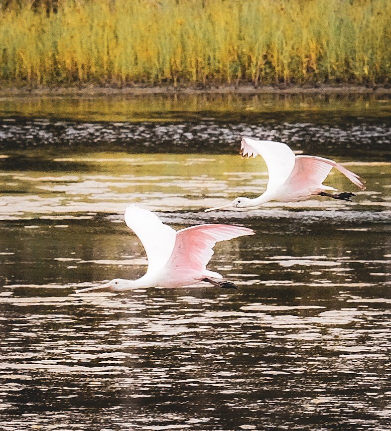 Some more pretty colors. This time pink with these Rosette Spoonbills in tandem flight 🙂 6/4/23
#NatureBeauty @SC_State_Parks @AndrewWMBF @CornellBirds @30DaysWild @Meghan_WBTW @Disc_light @mermaid_daisy @SundayGirl74