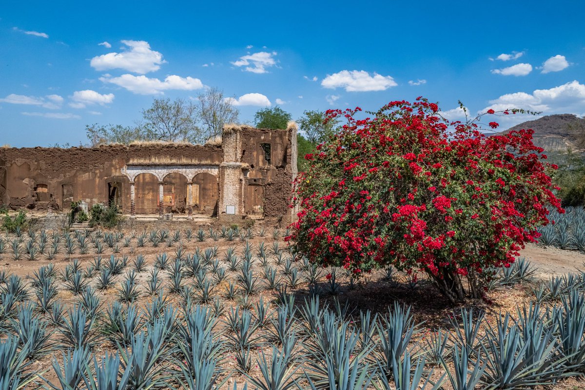 David Suro-Piñera tweet media