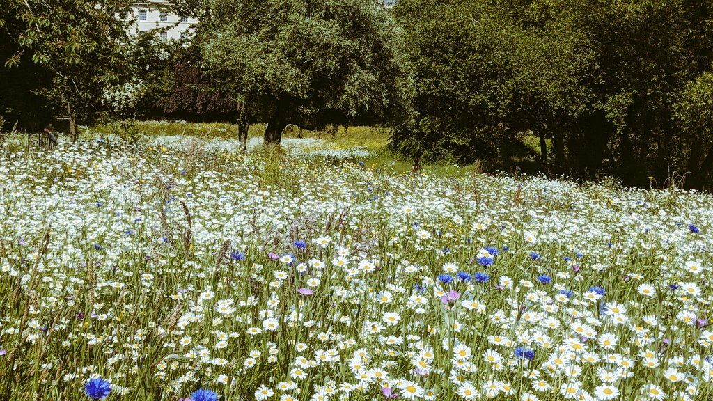 Liverpool 8. Nelson Mandela Field of Hope. Princes Park. New visions for ecology  and connection to society, in one of the first public parks in the world.  Pleasure to see . <a href="/Mandela800/">Mandela8</a> <a href="/angiesliverpool/">Angies Liverpool</a>  <a href="/KimJohnsonMP/">Kim Johnson</a>