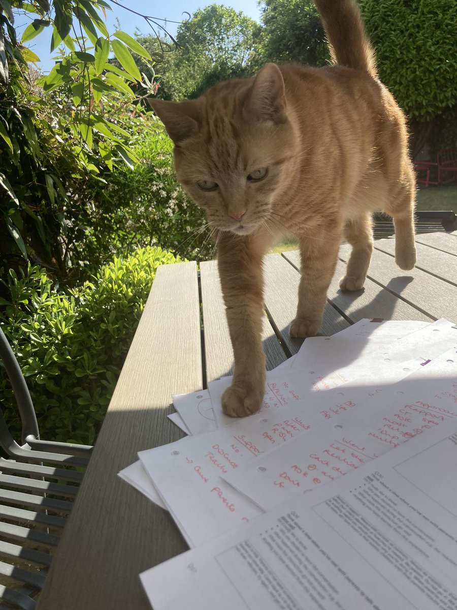 Reflexive thematic analysis support cat…. Or is he just a disrupter?!