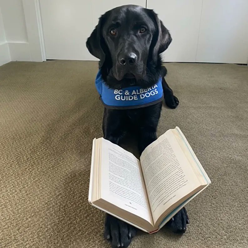 On #SelfieSunday, Arby thinks catching up on some great summer reads is a good idea. Really loved the message behind 'Hardworking Puppies.' 

However, he has some questions about 'Old Yeller.'

Thank you to Puppy Raiser Sydney for encouraging Arby on this journey. 

#volunteers