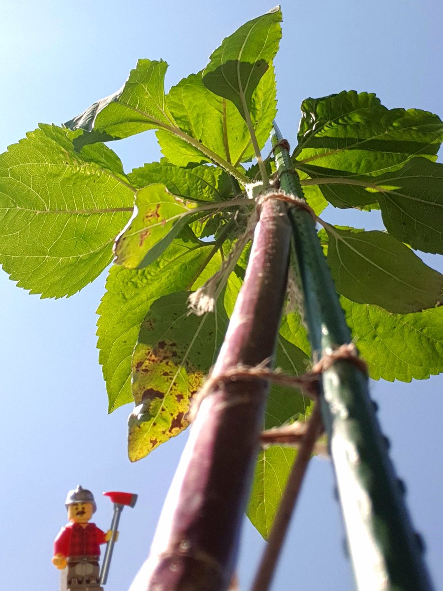 He's a little guy with a lot of work to do! ⛏️ 

Here's my entry to my LUGs photo competition. Admittedly, it is slightly out of focus; but my sunflowers are like trees at the moment and this seemed like a fun way of showcasing how big they're getting 🌻
