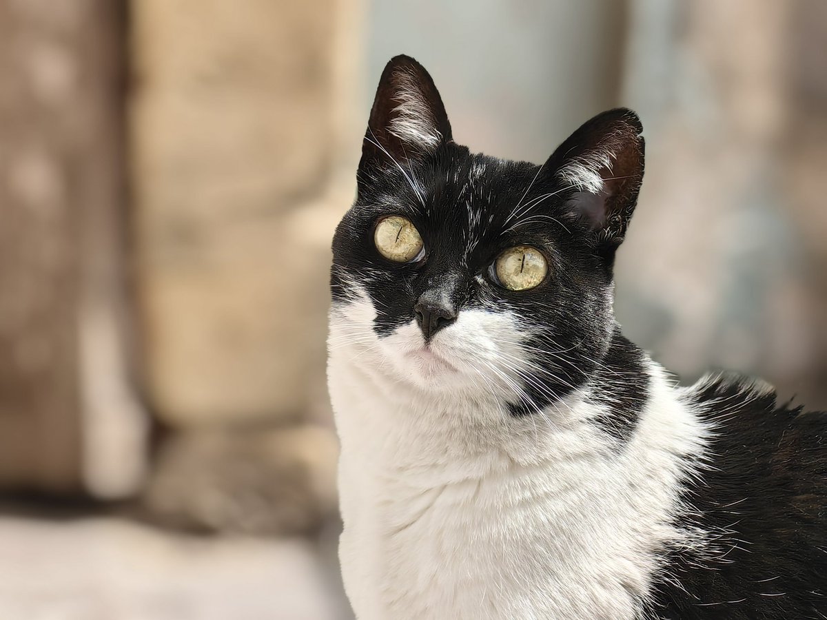 FabianGFP's tweet photo. Gatica 🥰. #HUAWEIP60Pro  #Huawei  #aperture #Cat https://t.co/Kn2pOmJYDO