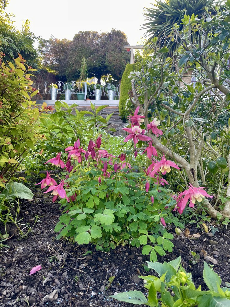 ⁦Coming back to life in the shade  ⁦@ThePhotoHour⁩ #gardentwitter #outdoors #wrexham