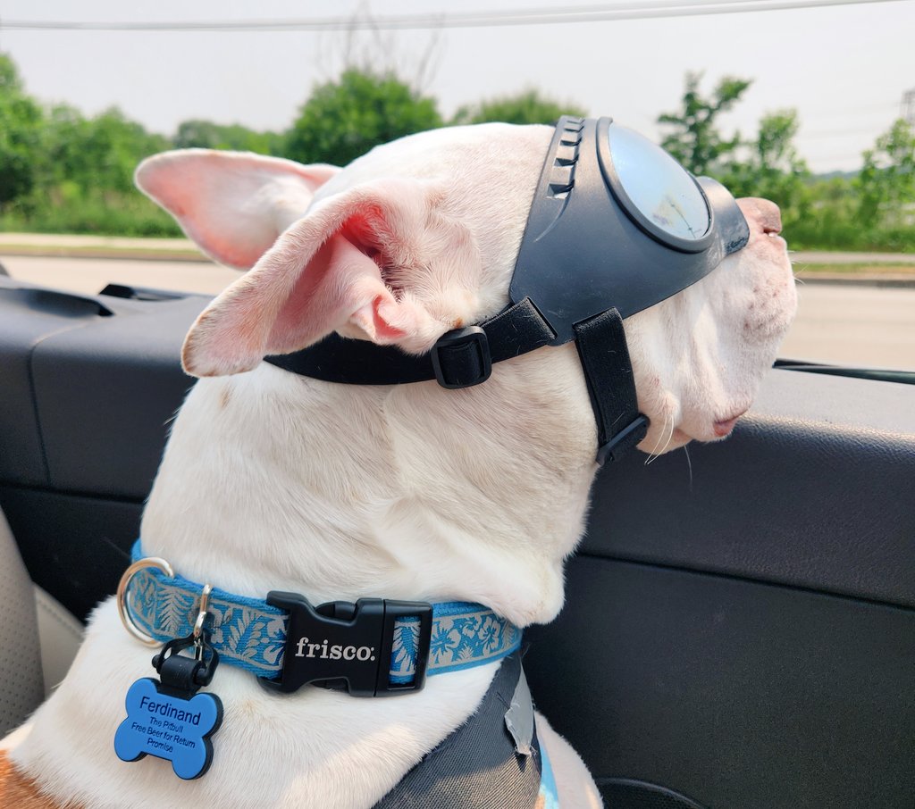 I never get tired of taking pictures of the Beasty Boy™️ living his best life.