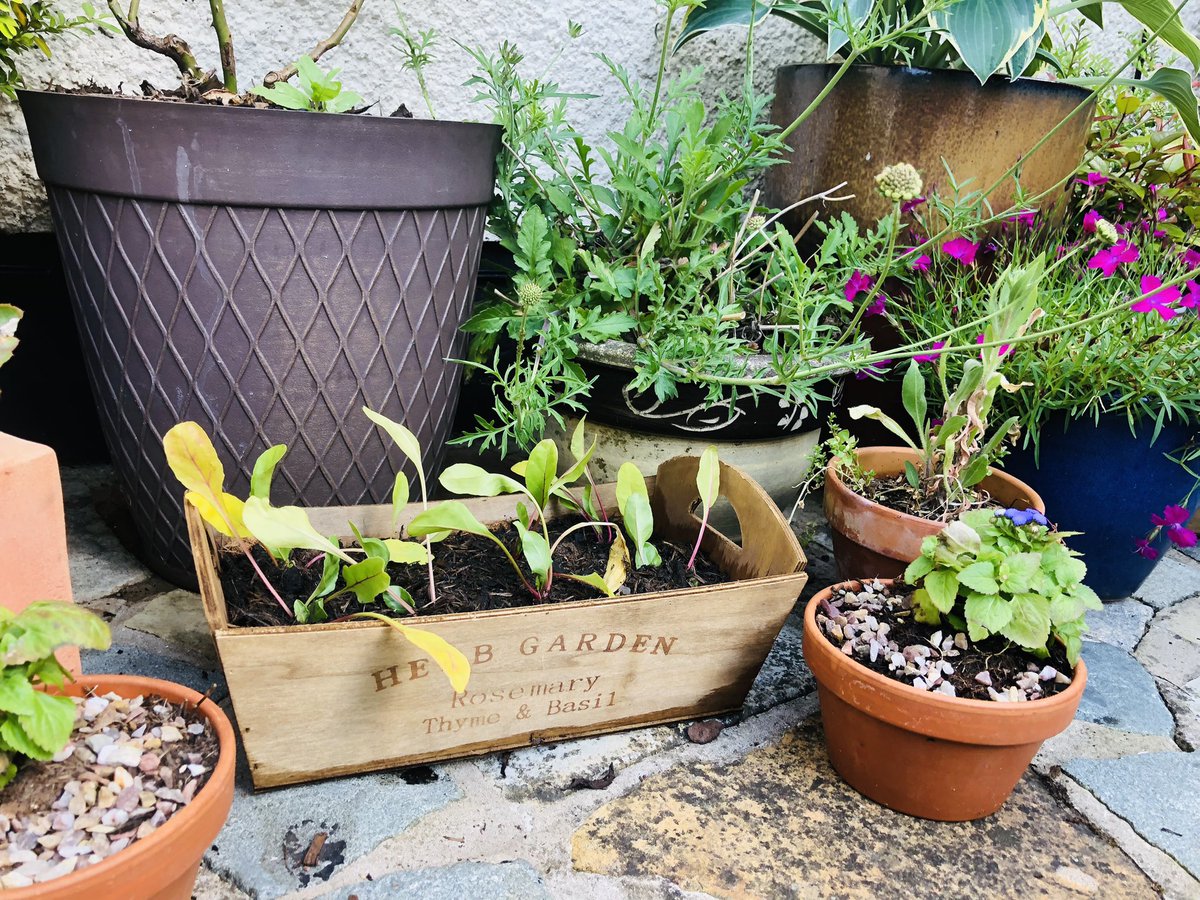 BarryScott73's tweet photo. Dogs bathed, and some veggies potted up ☀️🐾🍃 ! #shallots #beetroot #summer #frontpatio #gardening #annualleave https://t.co/vN2qnBCAT4