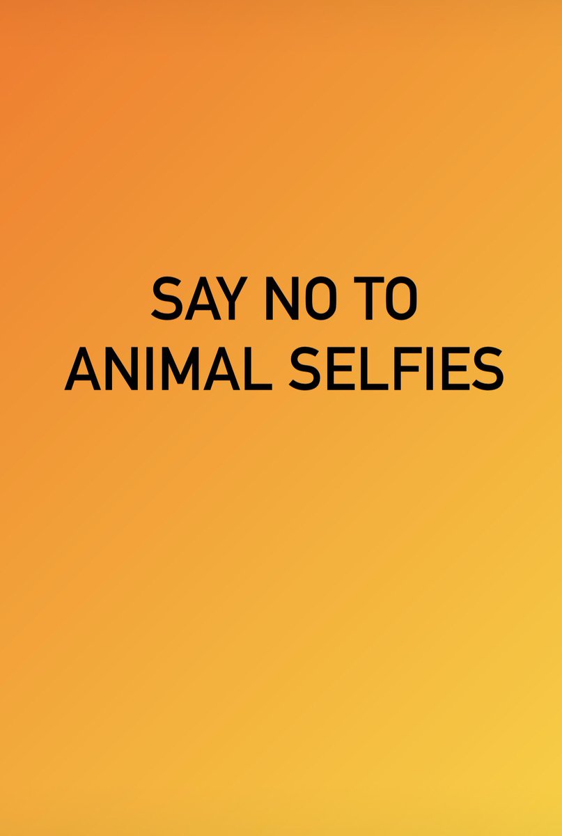 UAE_Animals_Int's tweet photo. @Bellingcat researcher @FoekePostma reveals how influencers continue to use a property of the royal family of Umm al Al-Quwain in the #uae to film themselves with tiger and lion cubs.  They are linked to the infamous Zoo-Wildlife Park in #UAQ 

https://t.co/A1UmIuURlr

@STRG_F https://t.co/dWcVw3YICV