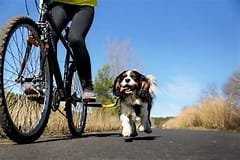 El perro en bicicleta jamas va a ir a tu ritmo ,ya son muchos los casos de perros que mueren porque les dieron de comer antes ,no les dejaron descansar ni sentarse , pusieron la correa en el manillar y más imprudencias
No lo recomiendo ni teniendo mucho cuidado