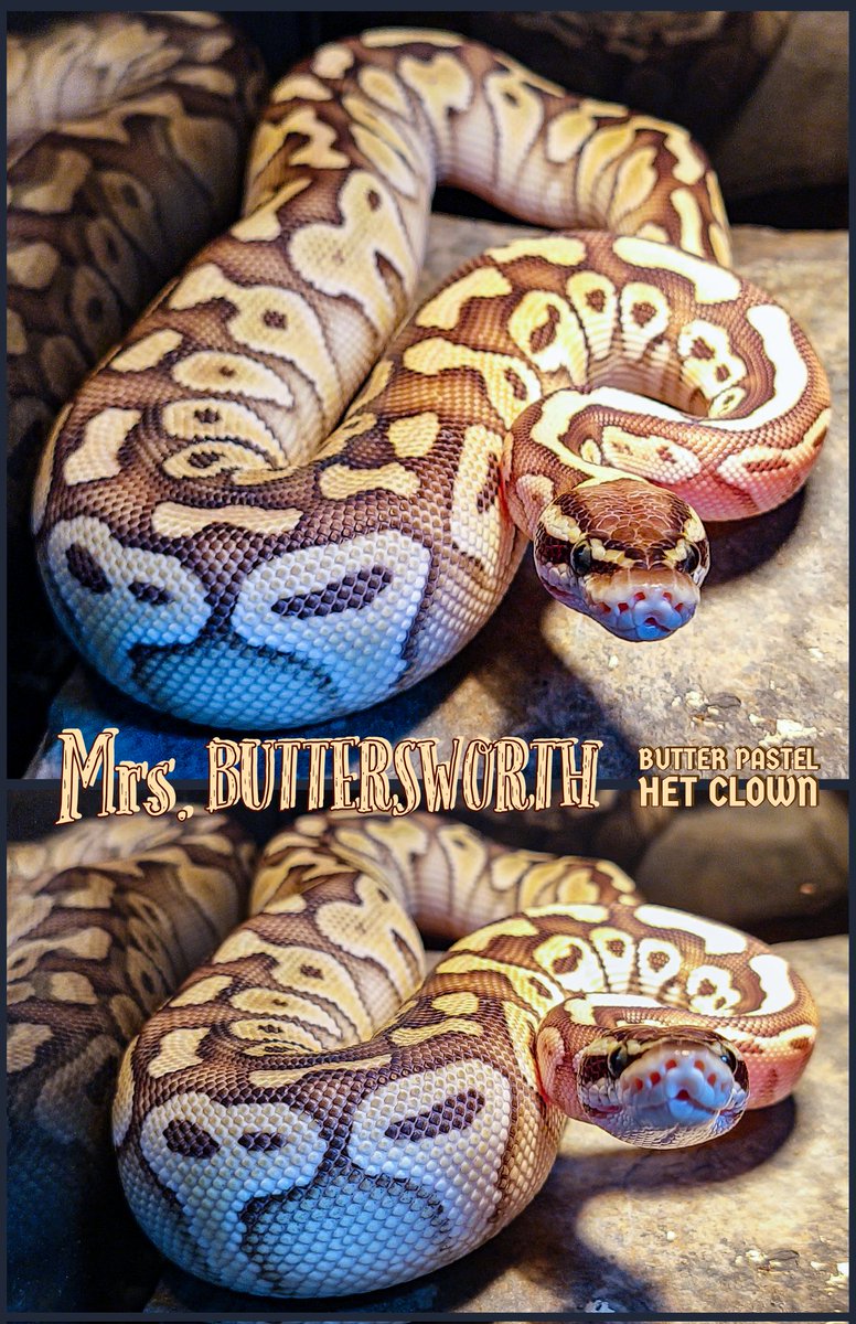 Bearded_Herper's tweet image. Mrs. B. is looking damn good. #ballpythonmorphs #herpetoculture #cbreptiles #notwild #royalpython