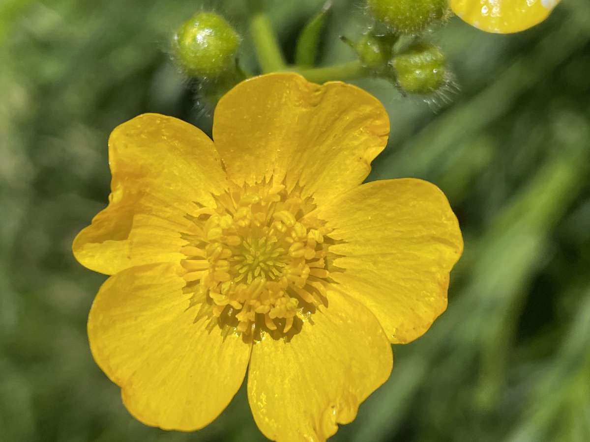 ☀️Wishing you happiness, hope & spontaneity in the new week ahead🌼🐝
💛
#SundayYellow 📸 mine