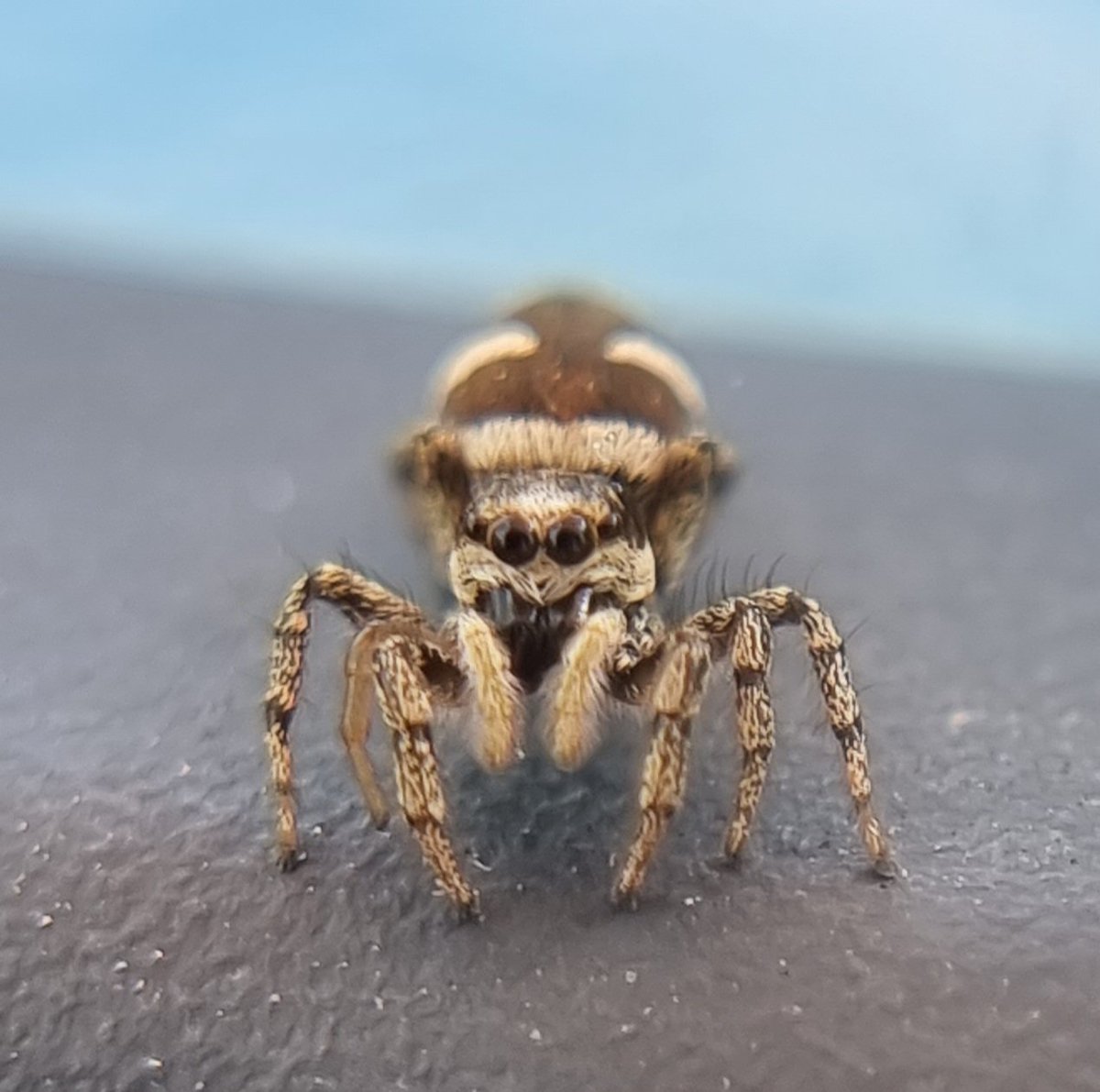 My_ScienceClub's tweet image. A beautiful #gardensafari visitor this afternoon @BritishSpiders
These #upcloseandpersonal photos were taken right before it jumped onto my shoulder 😬🤣