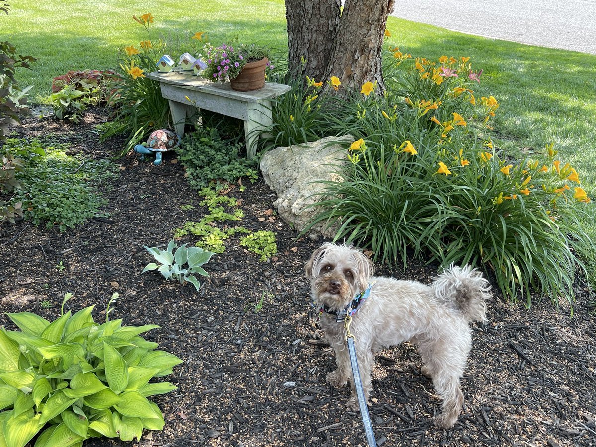 SchnoodleThe's tweet image. In our garden on a beautiful Sunday morning! #happy #schnoodle
