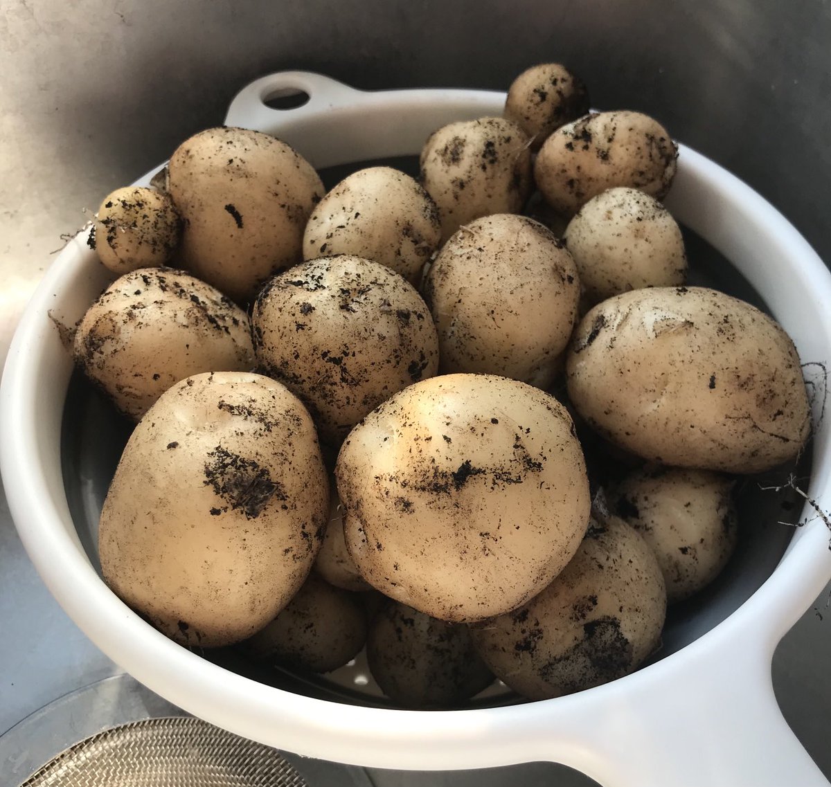 1st of the potatoes dug up for dinner tonight. 🤤 #growyourown #potatoes #gardening