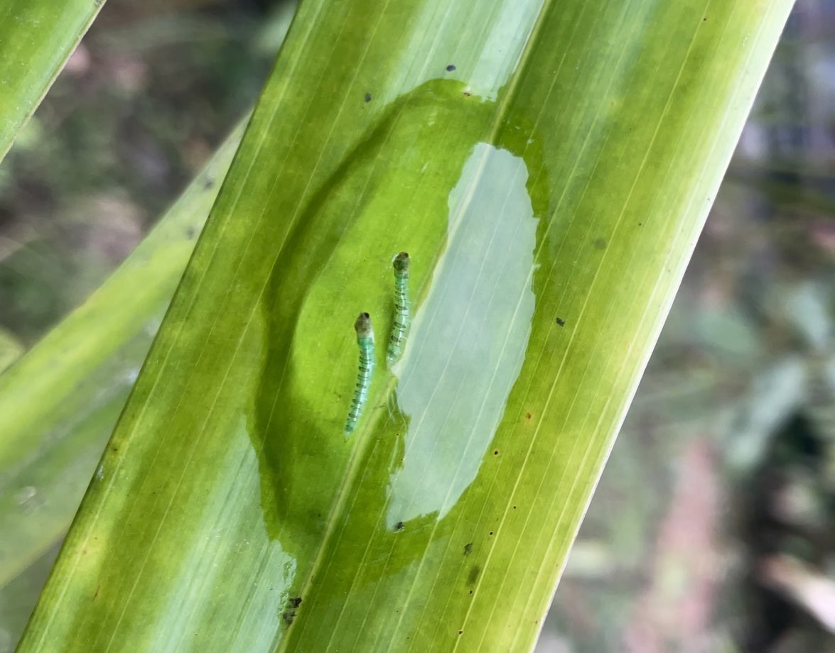 Hey Science Twitter - does anyone know what these are? I found these in a jelly-like goo. They come up to breathe out of the jelly. I think it’s a kind of fly? Super cool. Mashpi, Ecuador taken today. I have videos too.