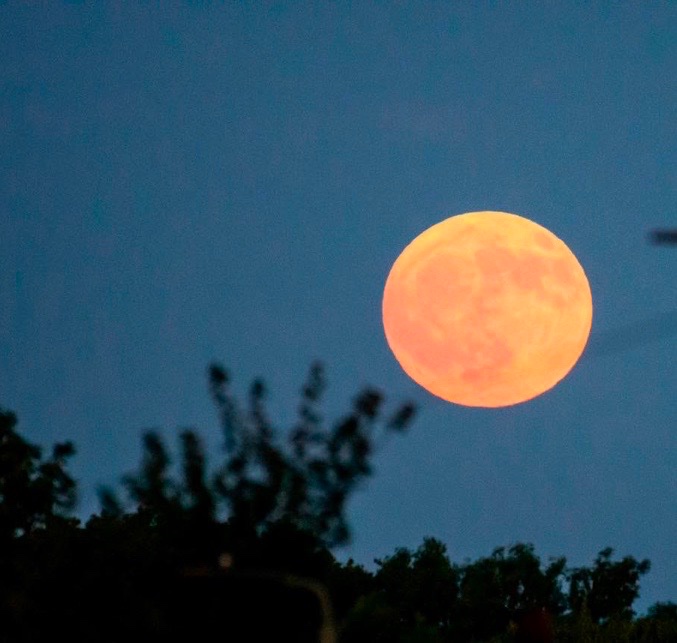JuneMalone_Art's tweet photo. Huge, golden, very low-lying #moon yesterday on my way home from the first #Summer #Bar-B-Que (we call it a #braii in Africa) Such a lovely day yesterday. 😎 https://t.co/gfqqF9iw69
