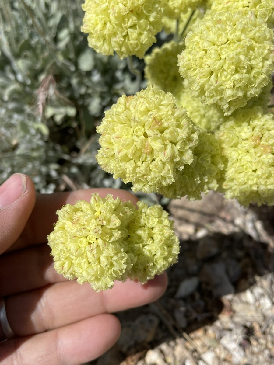 Mimi 🧵This is an amazing year for botanizing. There are plants blooming that no one has seen in years, if ever. The epic winter rains brought out diversity. A local took me to see this buckwheat which was on top of a rhyolitic peak, and was quite the 4x4 adventure to get to.