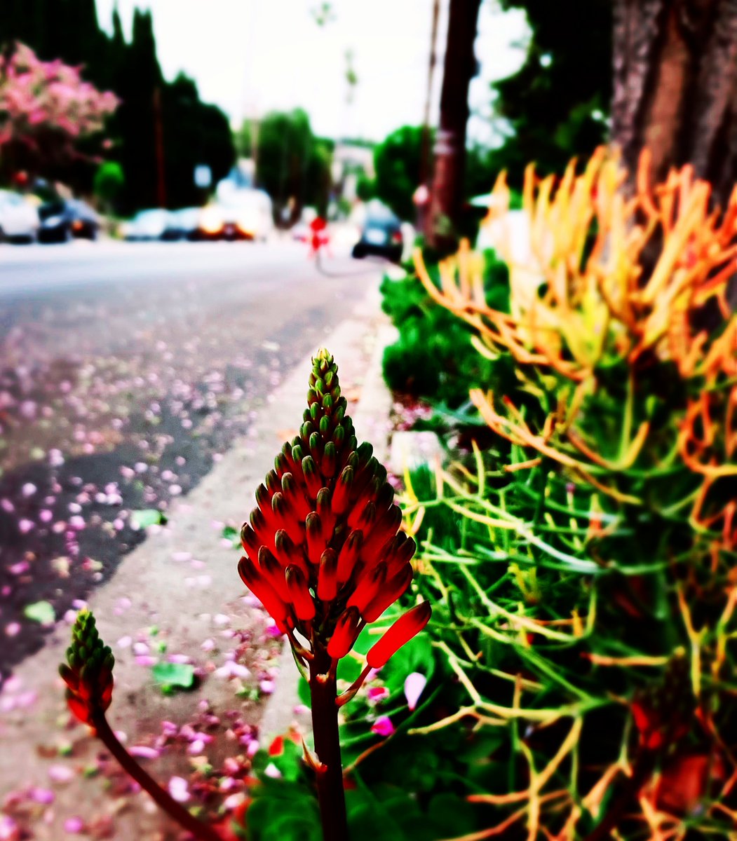 Edge of summer - Highland Park, CA - 06.01.2023

#summer #flowers #blossoms #petals #plants #garden #nature #natureinthecity #losangeles #photography  #colorphotography