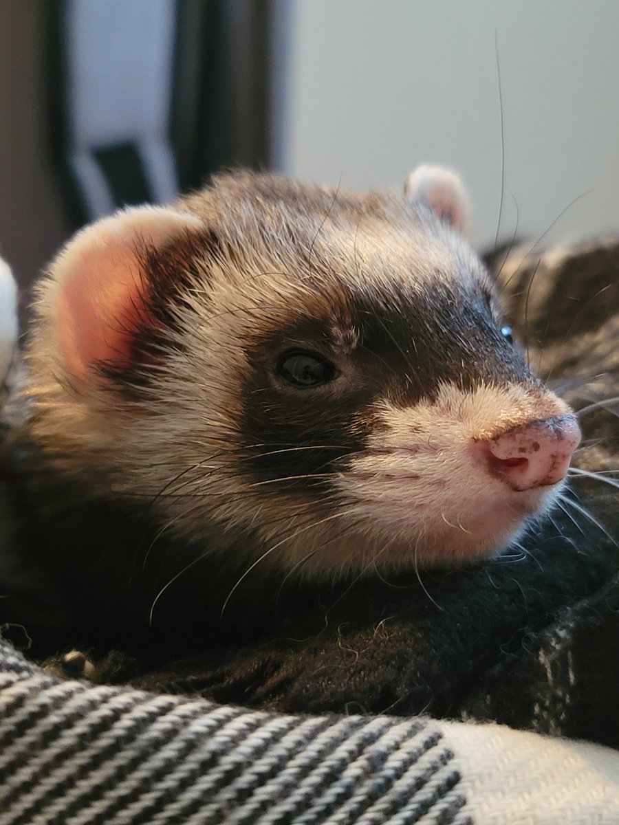 Daily Beans tweet media