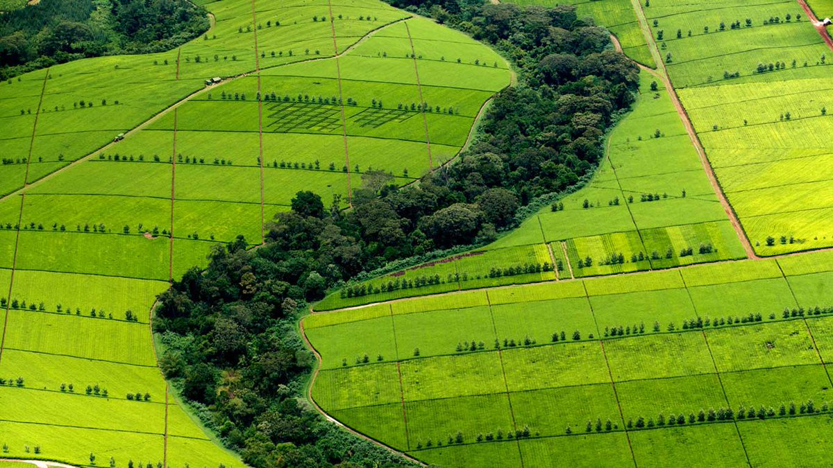 AfricaFactsZone's tweet photo. Kenya is Africa's largest producer of tea and the world's third largest tea exporter.

Kenya generated $1.005 billion from tea exports in 2022 and $989 million in 2021. https://t.co/T1VjxBoMxC