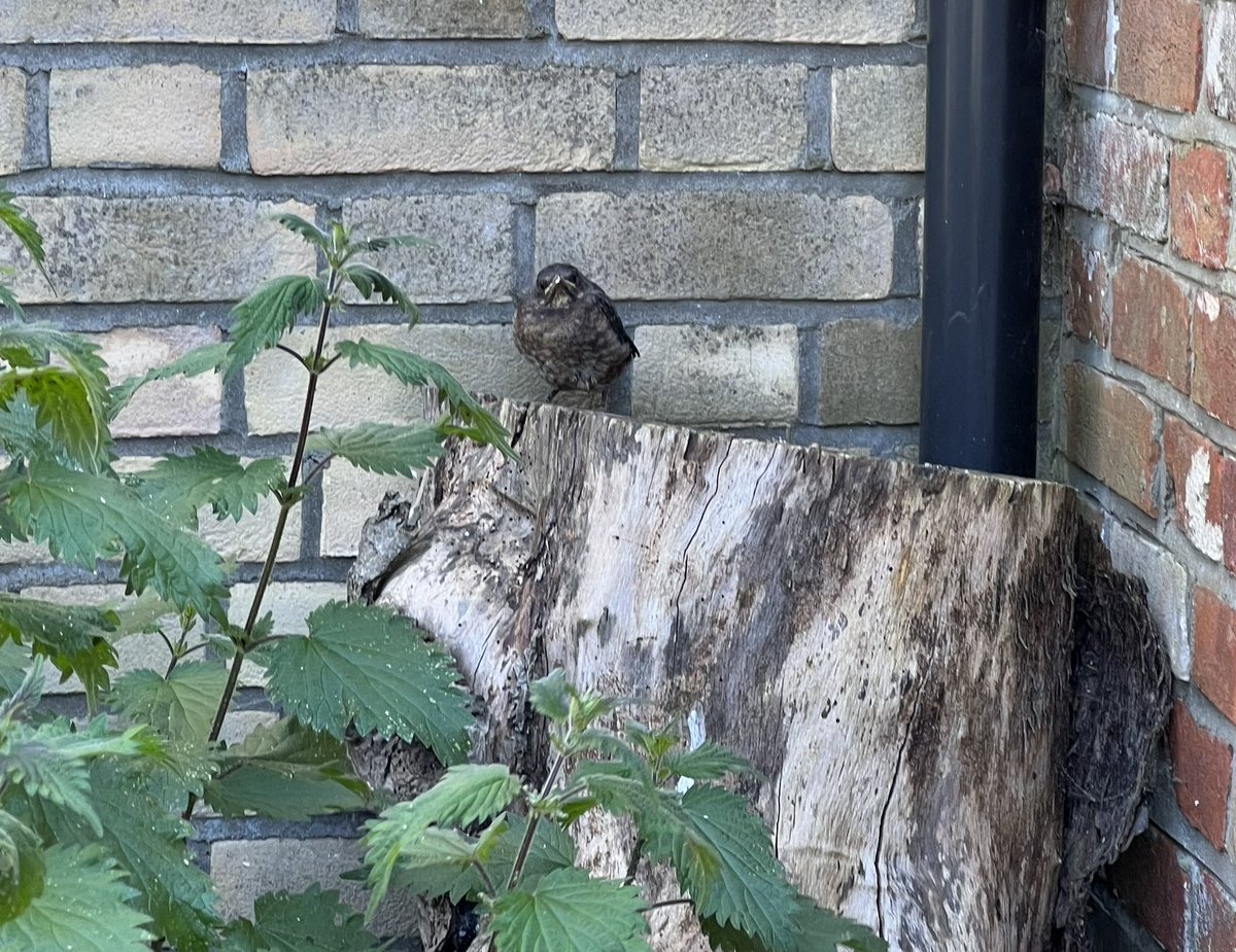 Day 4 #30DaysWild and an empty nest reveals that the second blackbird chick has fledged 💚🤞…