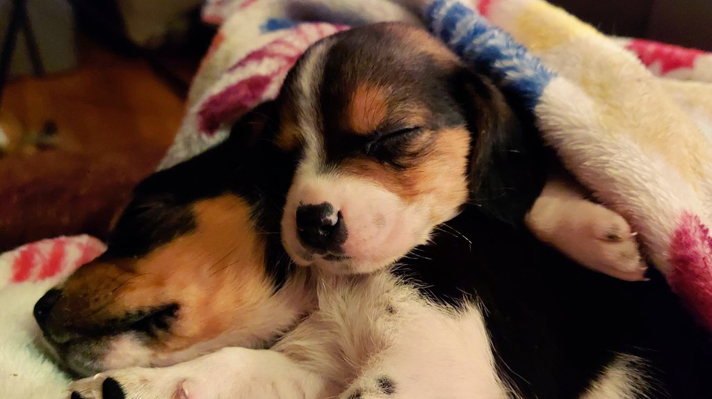 Meet Winnie and Gizmo! Two of our most recent precious little rescue babies. They were infested with fleas and lice and were extremely anemic when we found them. So happy they are with us now ❤️🐾 #sundayvibes #rescue #puppies #cutenessoverload