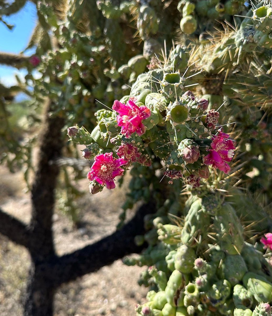 Happy Sunday, #Tucson! 100 and partly cloudy today. #Hiking in cool 70’s early this morning I noticed the tiniest, yet among the most stunning, buds and blooms on what I think are cholla plants. Happy trails finding sweet details of our ever-gifting desertscape in Tucson.