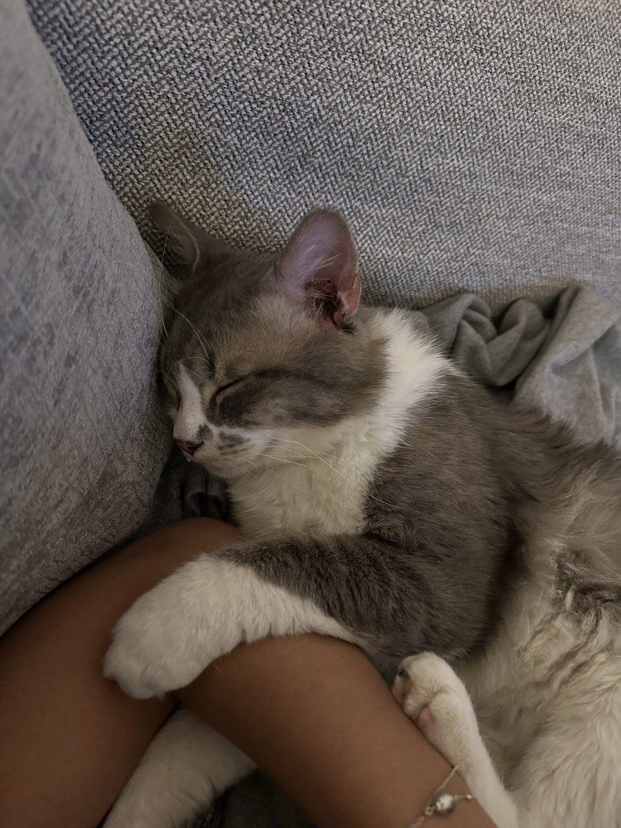 noorabcdefgh's tweet photo. My muffin is still lost :( last seen around Al Dafna in case someone has seen him :( my heart breaks everyday ☹️☹️☹️ https://t.co/tAgoRG5AKm