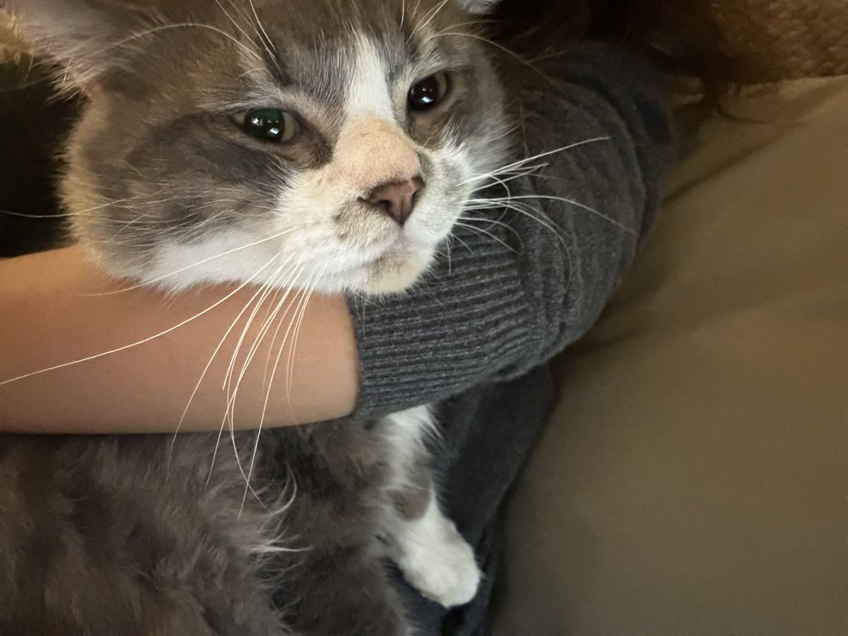 noorabcdefgh's tweet photo. My muffin is still lost :( last seen around Al Dafna in case someone has seen him :( my heart breaks everyday ☹️☹️☹️ https://t.co/tAgoRG5AKm