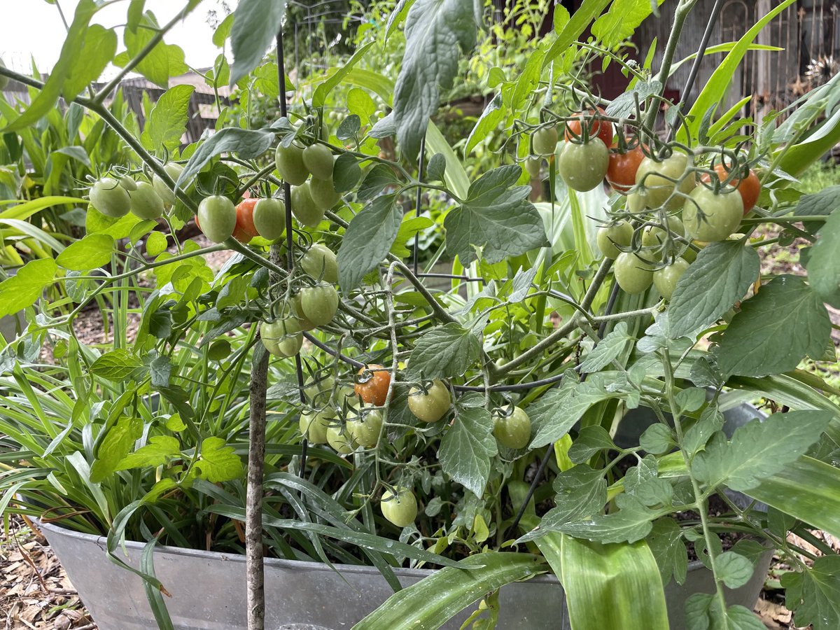 Lots of tomatoes