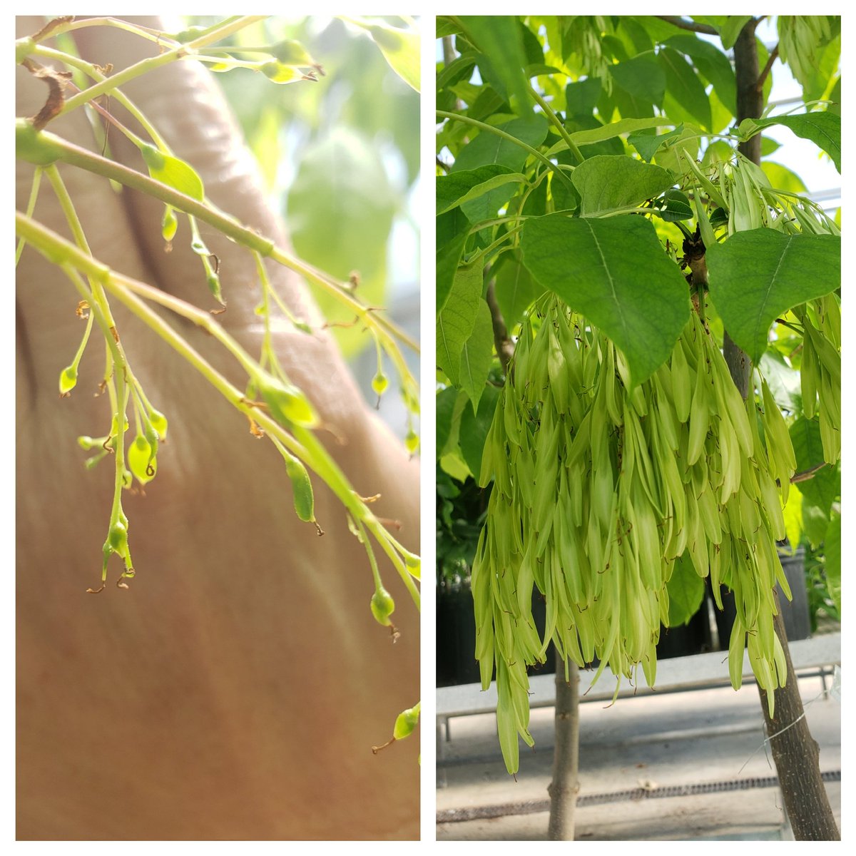 Lingering white ash x lingering white ash controlled cross pollinations coming along well! Left May 12, right May 30. Still a long way to go before we have seedling family for screening and genetic studies 🤞