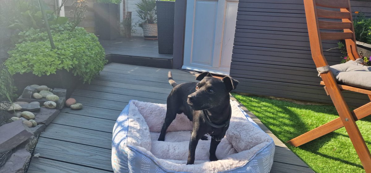 Lincoln_Patterdale_Terriers tweet media