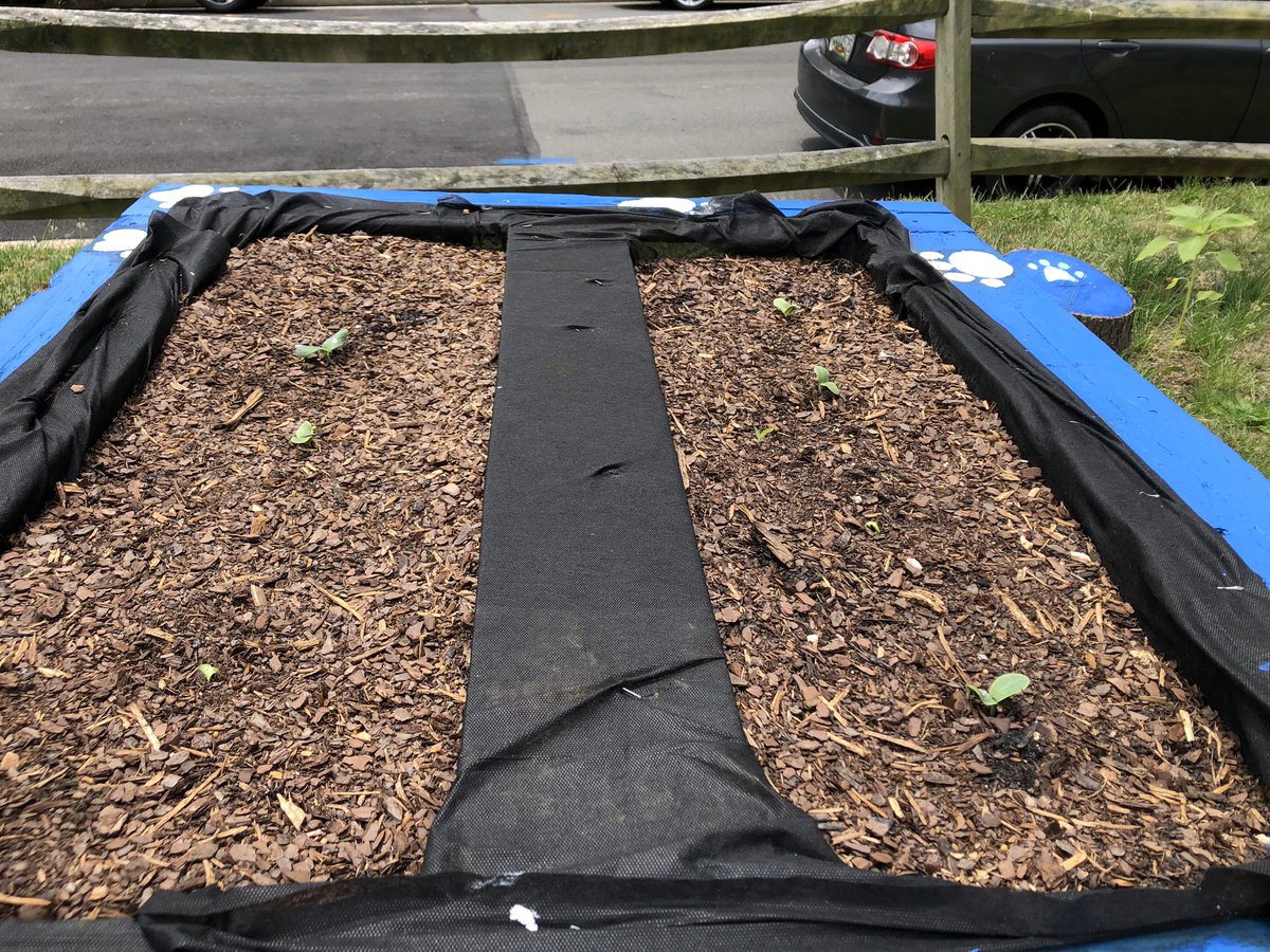Hello Bucknell Garden followers. Something is growing in our palette garden!  What do you think it could be?  <a href="/BucknellElem/">Bucknell Elementary</a> <a href="/PTABucknell/">Bucknell Elementary PTA</a> <a href="/fcpsGet2Green/">FCPS Get2Green</a> @ArcadiaFood