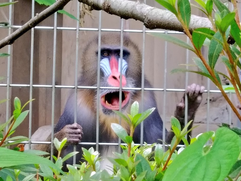 サンフジ💗
JMCからおびひろ動物園へ
無事の到着を祈ります!!
#日本モンキーセンター
#マンドリル
#サンフジ