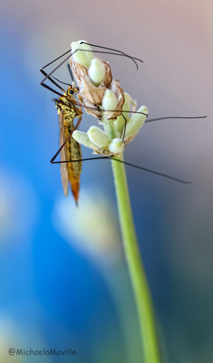 Crane fly relaxing on lavender,cso alien like. @homesforbugs @Buzz_dont_tweet @MacroHour @BBCSpringwatch @WildlifeMag @Britnatureguide @nationaltrust @NaturePortfolio @NatureUK @Team4Nature @insectweek @Lancswildlife