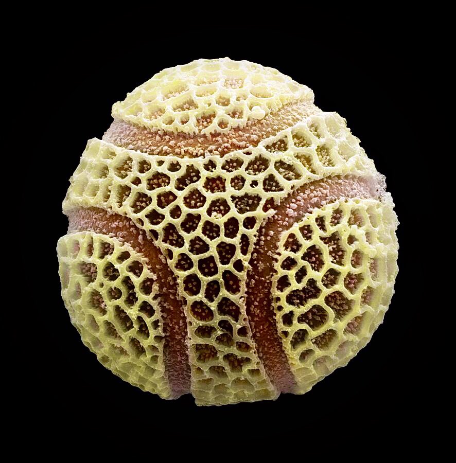 electron microscope view of a passion flower pollen grain