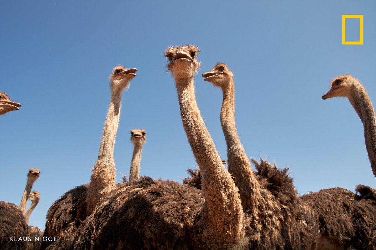 A group of ostriches gather in Oudtshoorn, Western Cape, Republic of South Africa.