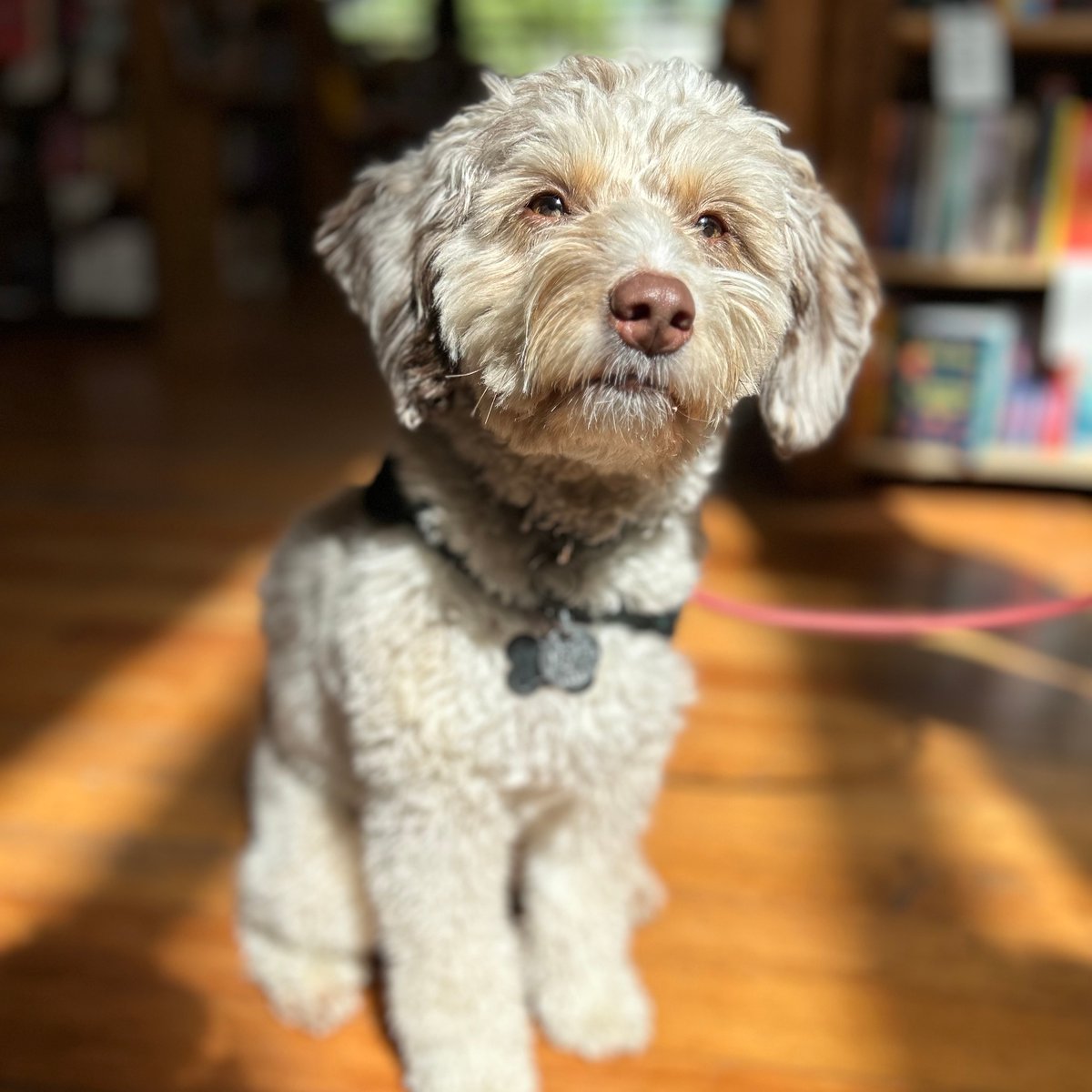 ElliottBayBooks's tweet photo. A sleepy, sunny Sunday with Jax 😴☀️

#DogsOfEBBCO #sundaysleepies #indiebookstore https://t.co/90Fq0ZXXqm