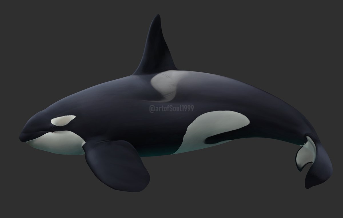 I know there was a tiny trend on ceta twitter involving people illustrating melanistic orcas. Well, here's my super late take, with two bonuses: a normal one and another that's mostly black. 

#digitalart #art #illustration #wildlife #Whale #orca