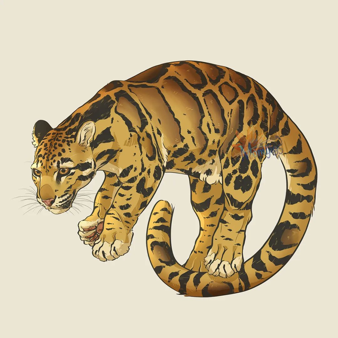 Here's a clouded leopard for a change, because it's Mothers' Day and my mum fell in love with this species 💛

#cloudedleopard #leopard #felinedrawing #bigcat #bigcatdrawing #animal #animalartist #wildlife #wildlifeartist #digital_drawing #digital_art #momiji95