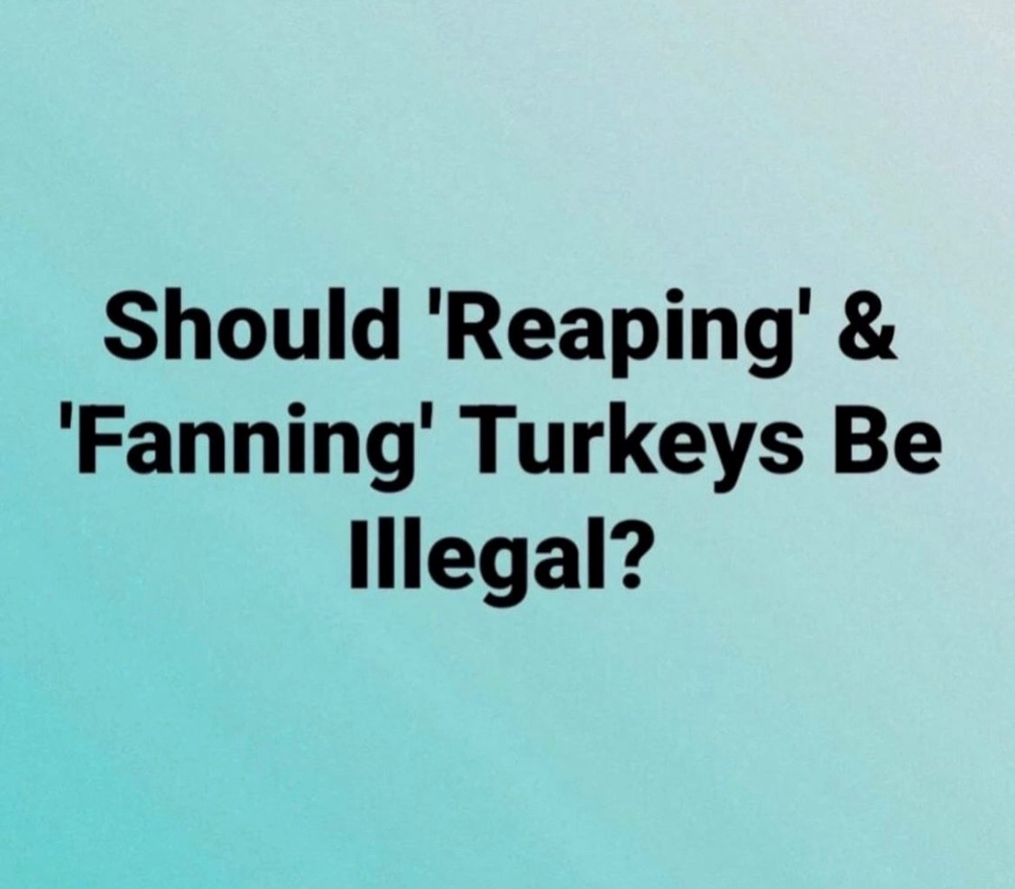 'What do ya'll think?' - @BackwoodsLife 

#FindYourAdventure #hunting #wildturkey #turkeyhunting #fanning #reaping #turkeyhunter #turkeyseason #outdoors