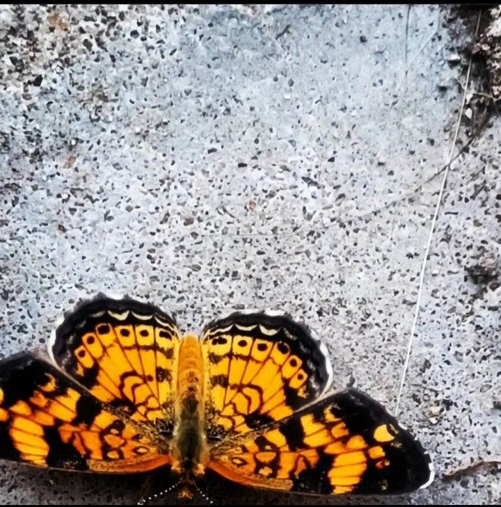 MrsS438's tweet image. caught this beauty flying around today ! #butterfly #wildlife #beautiful  #photographylovers #photography
