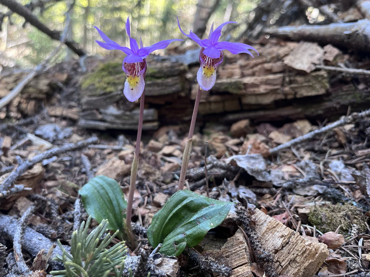 I finally spotted a Fairy Slipper Orchid and it’s breathtaking. 

Sandia Mts, NM