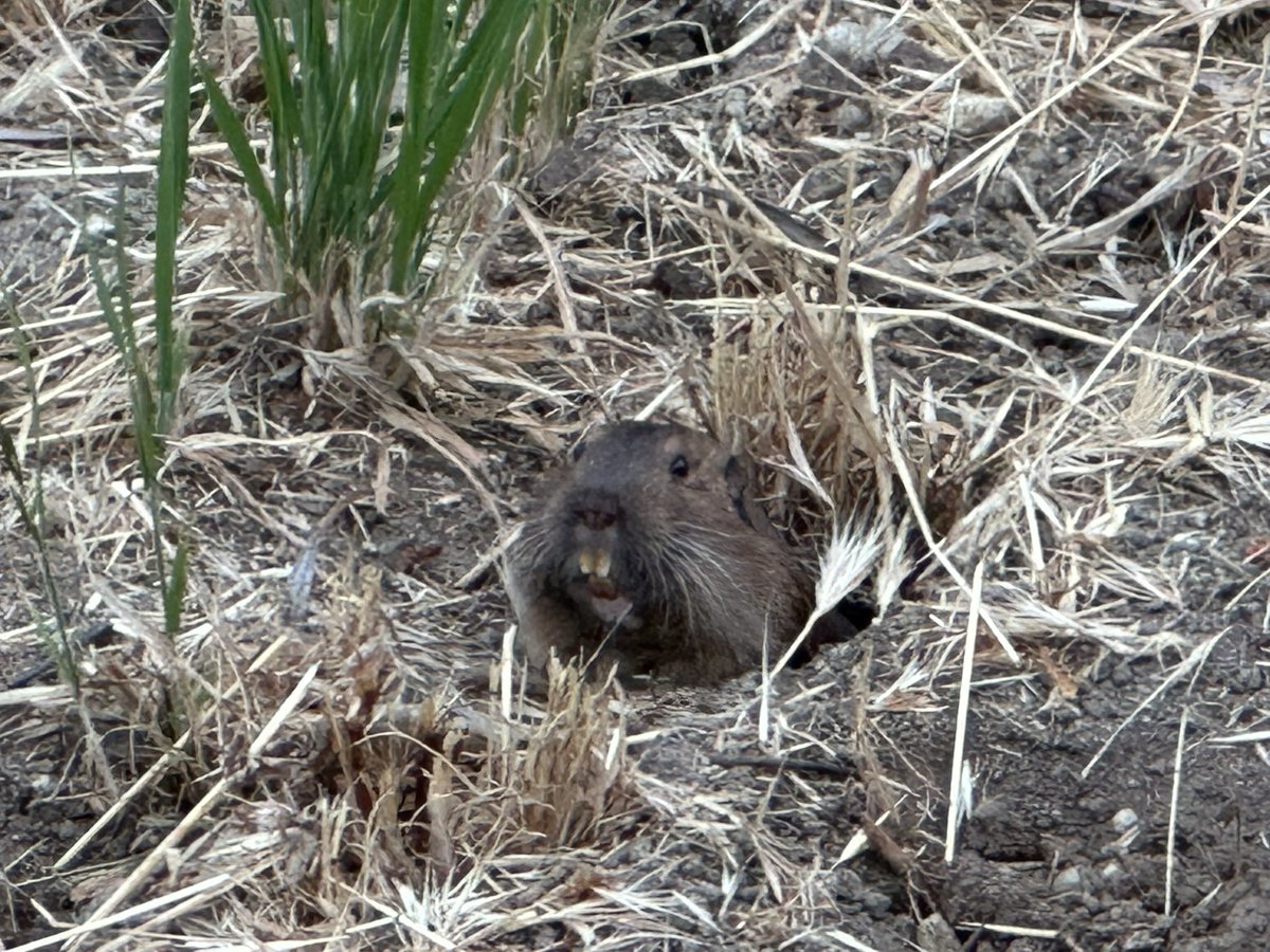 dr_dappleton's tweet photo. An ongoing #saga My #dog Pepper and our neighbors #gopher who loves nothing more than to torment her on our morning walks including today #thestandoff #dogs #dogvrodent #NaturePhotography #animals #wildanimals #wildanimalphotography #staredown https://t.co/ghPlDGzfjt
